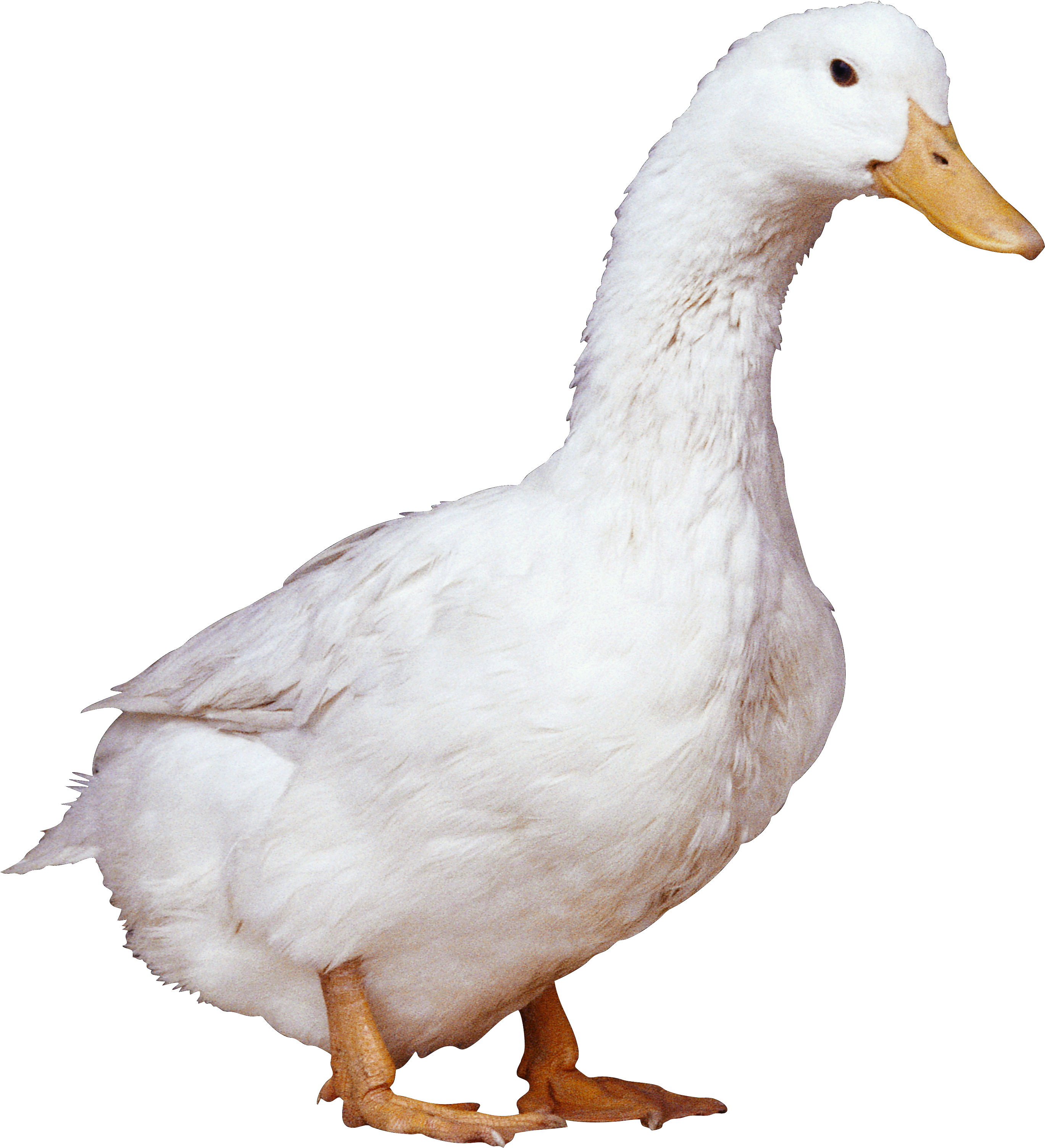 [Image: duck-png-white-duck-png-image-2738.png]